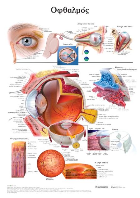 ΟΦΘΑΛΜΟΣ: ΑΝΑΤΟΜΙΚΟΣ ΧΑΡΤΗΣ
