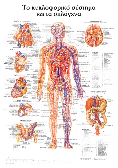 ΤΟ ΚΥΚΛΟΦΟΡΙΚΟ ΣΥΣΤΗΜΑ ΚΑΙ ΤΑ ΣΠΛΑΓΧΝΑ: ΑΝΑΤΟΜΙΚΟΣ ΧΑΡΤΗΣ