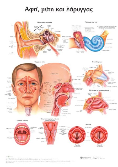 ΑΦΤΙ, ΜΥΤΗ ΚΑΙ ΛΑΡΥΓΓΑΣ: ΑΝΑΤΟΜΙΚΟΣ ΧΑΡΤΗΣ