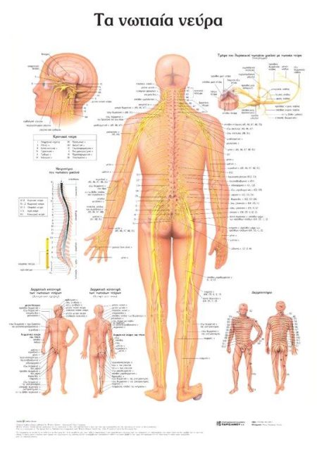 ΤΑ ΝΩΤΙΑΙΑ ΝΕΥΡΑ: ΑΝΑΤΟΜΙΚΟΣ ΧΑΡΤΗΣ