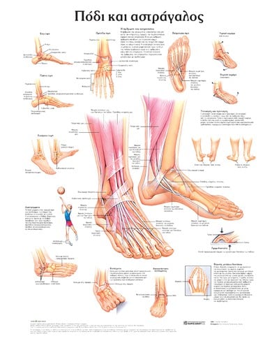 ΠΟΔΙ ΚΑΙ ΑΣΤΡΑΓΑΛΟΣ: ΑΝΑΤΟΜΙΚΟΣ ΧΑΡΤΗΣ